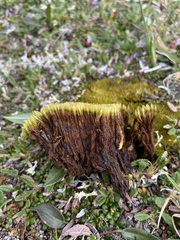 Dicranum elongatum