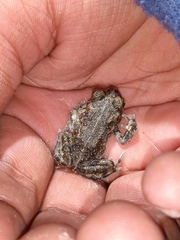Bufotes pseudoraddei