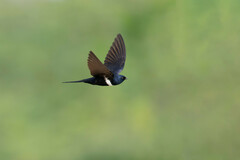 White-Banded Swallow photo 2