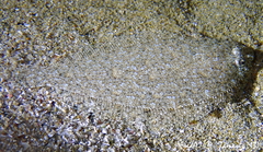 Arnoglossus
