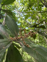 Miconia impetiolaris