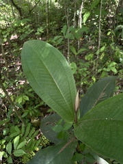 Miconia impetiolaris