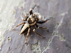 Colopsus manu