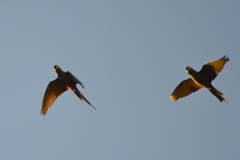 Orthopsittaca manilatus