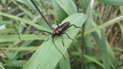 Aromia moschata ambrosiaca