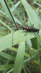 Aromia moschata ambrosiaca