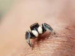 Colopsus manu