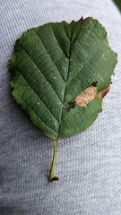 Phyllonorycter rajella