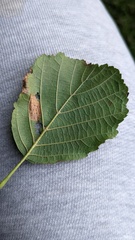 Phyllonorycter rajella