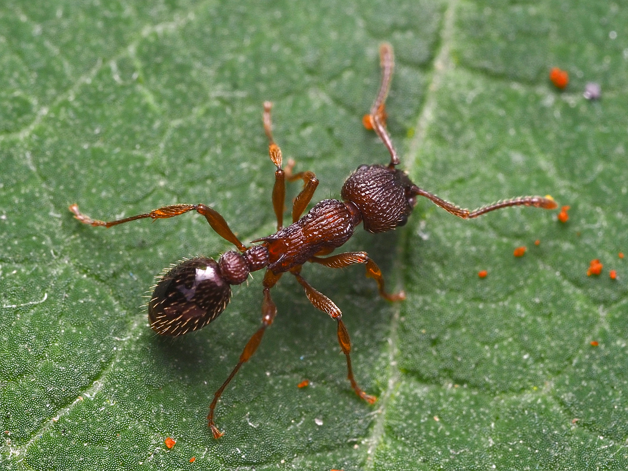 Myrmica spatulata