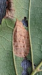 Phyllonorycter rajella