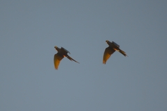 Orthopsittaca manilatus