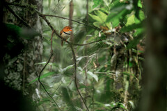 Bucco capensis