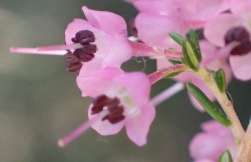 Image of Erica canaliculata by (c) Nicola van Berkel, some rights reserved (CC BY-SA)