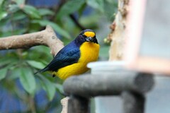 Euphonia violacea