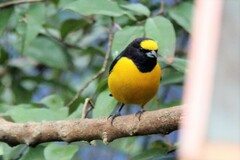 Euphonia chlorotica