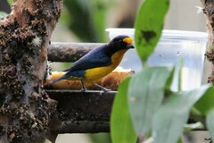 Euphonia violacea