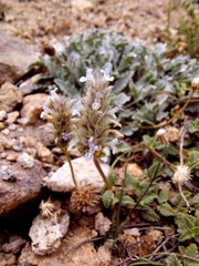 Nepeta discolor