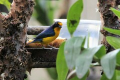 Euphonia violacea