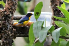 Euphonia violacea