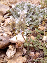 Nepeta discolor