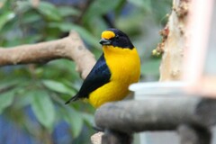Euphonia violacea