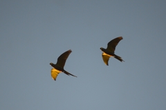 Orthopsittaca manilatus