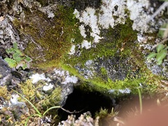 Distichium capillaceum