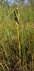 Dactylorhiza incarnata incarnata