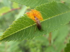 Isomira
