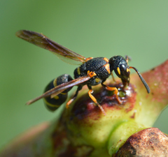 Parancistrocerus pedestris