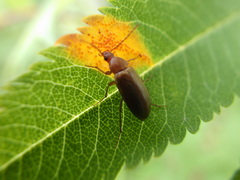 Isomira