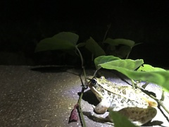 Lithobates forreri