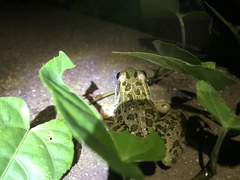 Lithobates forreri