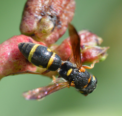 Parancistrocerus pedestris