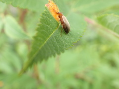 Isomira