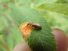 Isomira