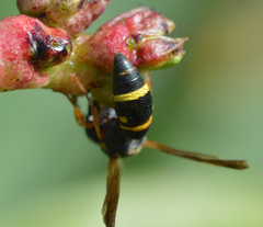 Parancistrocerus pedestris