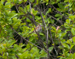 Melospiza melodia image
