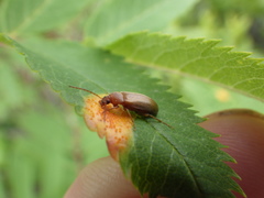 Isomira