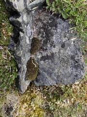 Schistidium frigidum