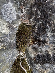 Schistidium frigidum