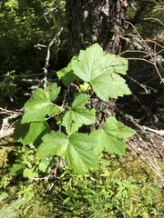 Ribes hudsonianum