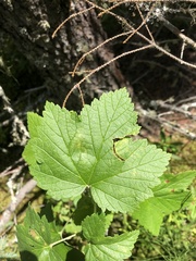 Ribes hudsonianum