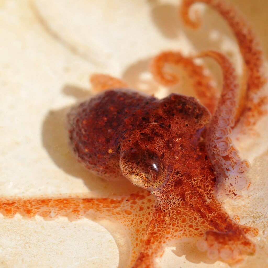 East Pacific Red Octopus From Seattle WA On May 27 2006 By Minette   Large 