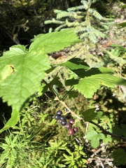 Ribes hudsonianum