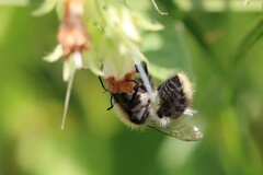 Bombus sylvarum