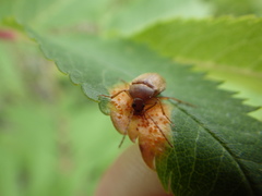 Isomira