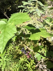 Ribes hudsonianum