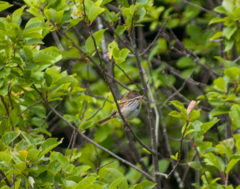 Melospiza melodia image